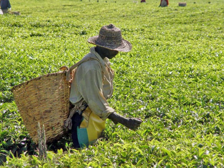 Récolte du thé au Kenya