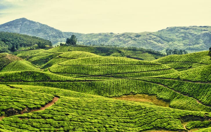 Plantation de thé à Colombo