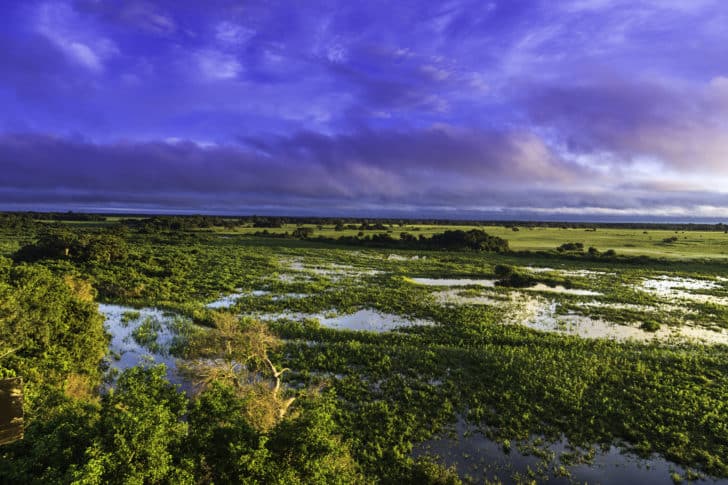 Le Pantanal au Brésil