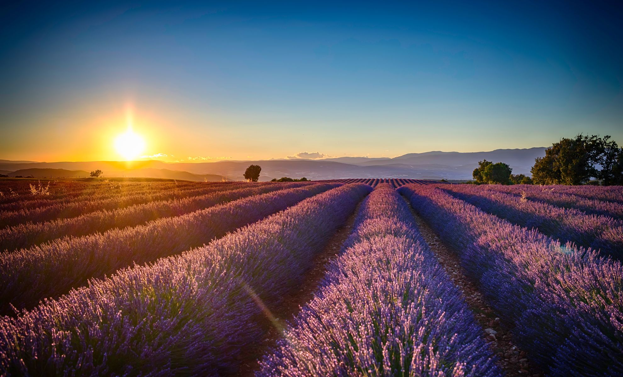 Les champs de lavande, France 