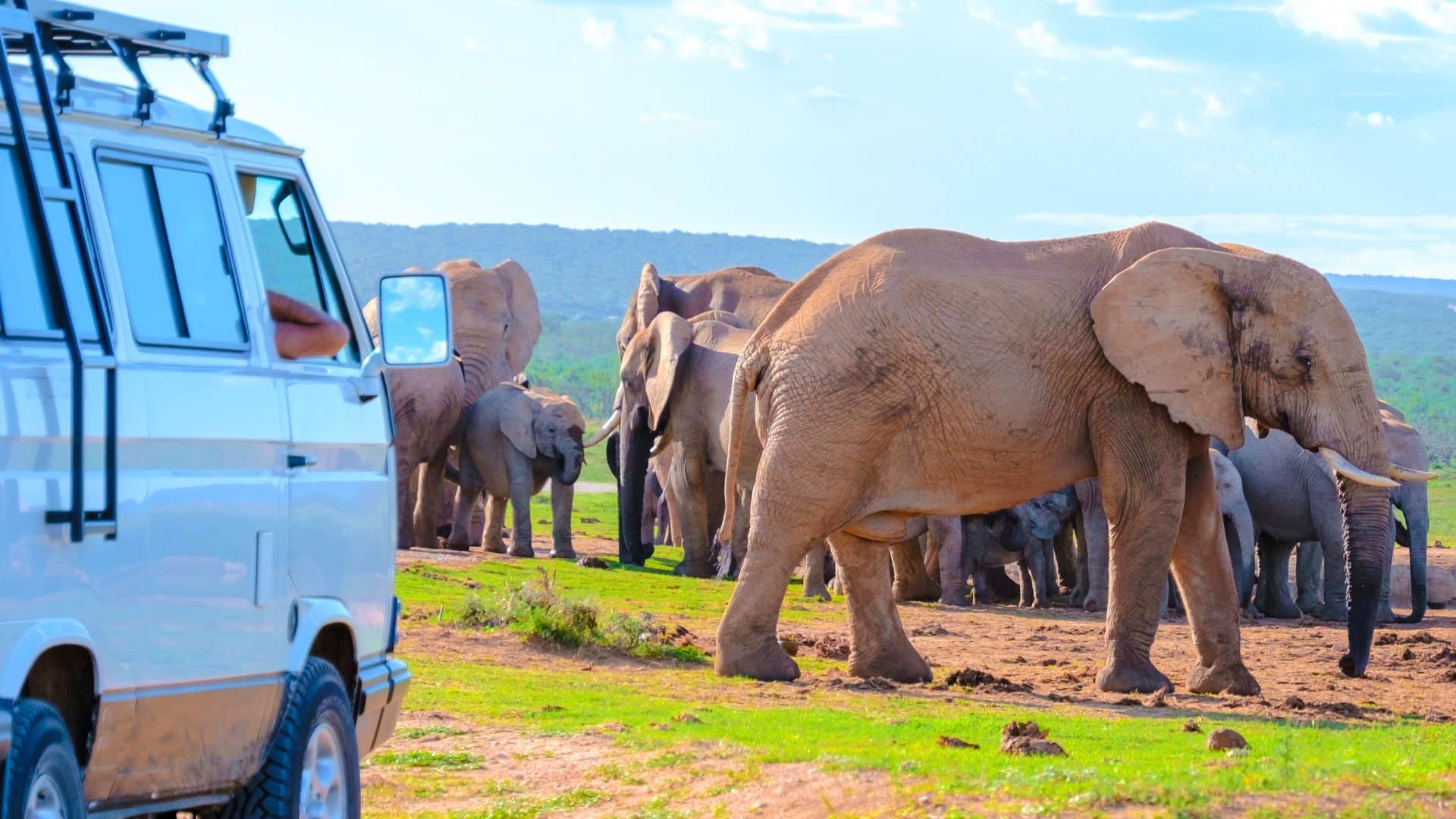 Addo Elephant Park, Afrique du Sud