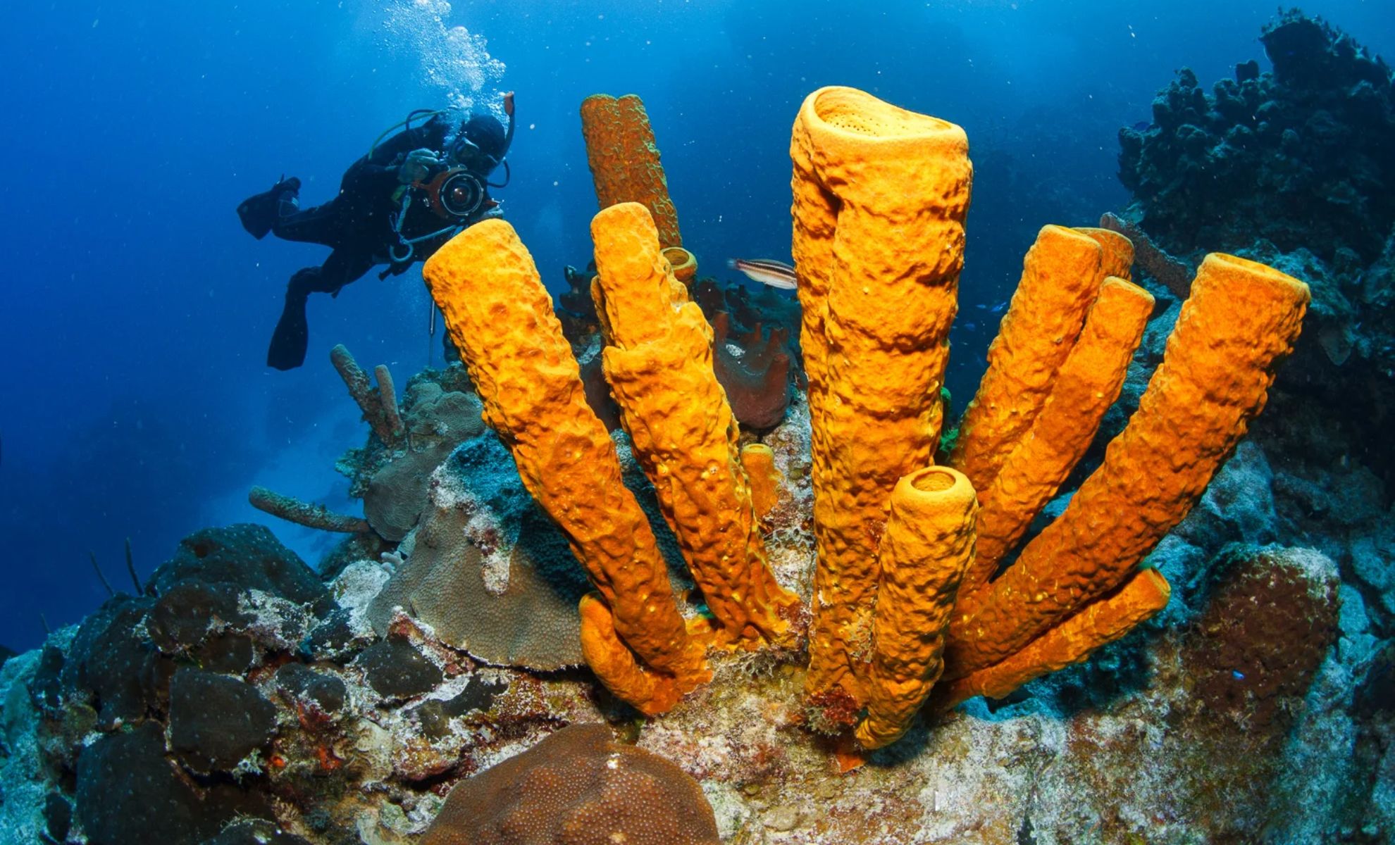 Plongée sous-marine dans les eaux claires de Cozumel, Mexique