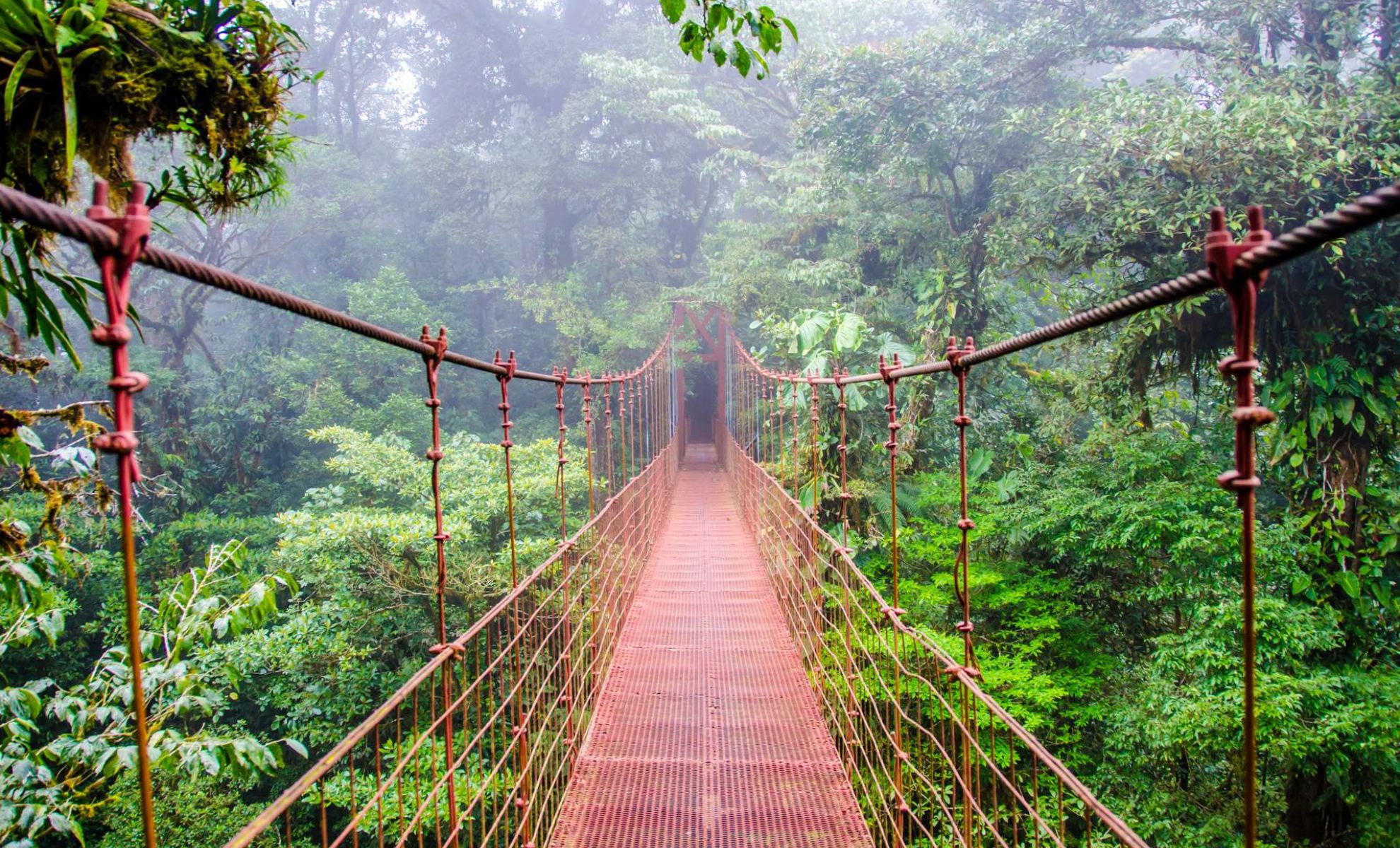 Vue aérienne du pont suspendu dans la réserve forestière de Monteverde Cloud