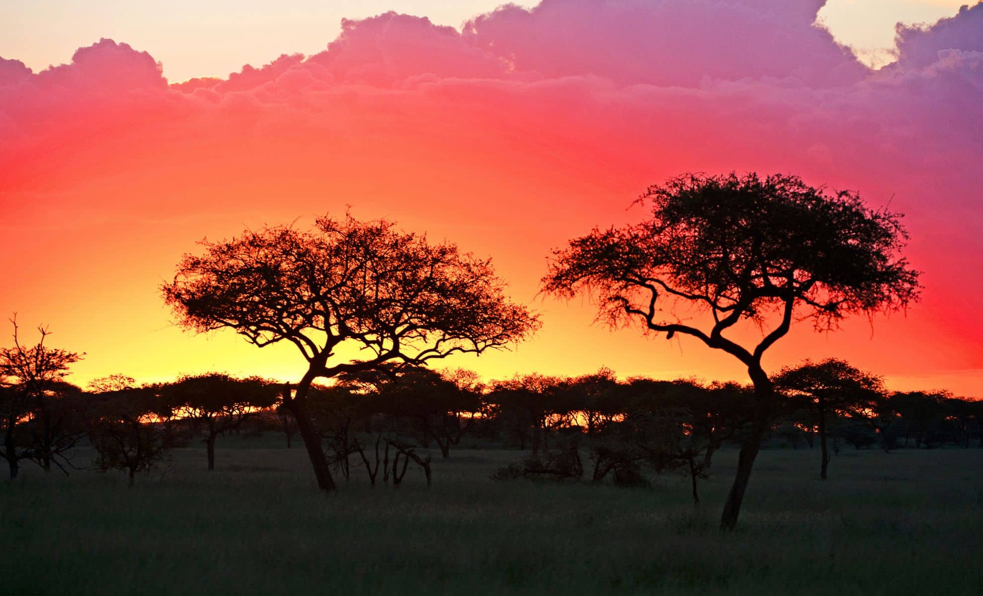Parc national du Serengeti, Tanzanie